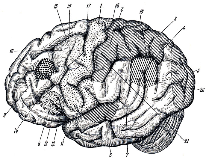 . 289.       (  ). 1 -   ; 2 -   ; 3 -   ,      ; 4 -     ; 5 -    ( ); 6 -   ; 7 -    ; 8 -     ; 9 -   ,        ; 10 -     ; 11, 12, 13 - sulcus cerebri lateralis (11 -  ; 12 - ramus ascendens; 13 - ramus anterior); 14 - sulcus frontalis inferior; 15 - sulcus precentralis inferior; 16 - sulcus frontalis superior; 17 - sulcus precentralis superior; 18 - sulcus centralis (Rolandi); 19 - sulcus intraparietalis; 20 - sulcus temporalis superior; 21 - sulcus postcentralis
