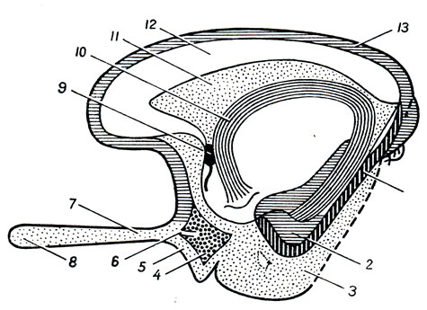 . 292.   (). 1 - gyrus dentatus; 2 - gyrus parahippocampalis; 3 - uncus; 4 - substantia perforata anterior; 5, 6 - stria olfactoria; 7 - tractus olfactorius; 8 - bulbus olfactorius; 9 - commissura anterior; 10 - fornix; 11 - septum pellucidum; 12 - corpus callosum; 13 - gyrus fornicatus