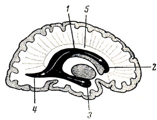 . 294.     (        ). 1 - pars centralis; 2 - cornu anterius; 3 - cornu inferius; 4 - cornu posterius; 5 - corpus callosum