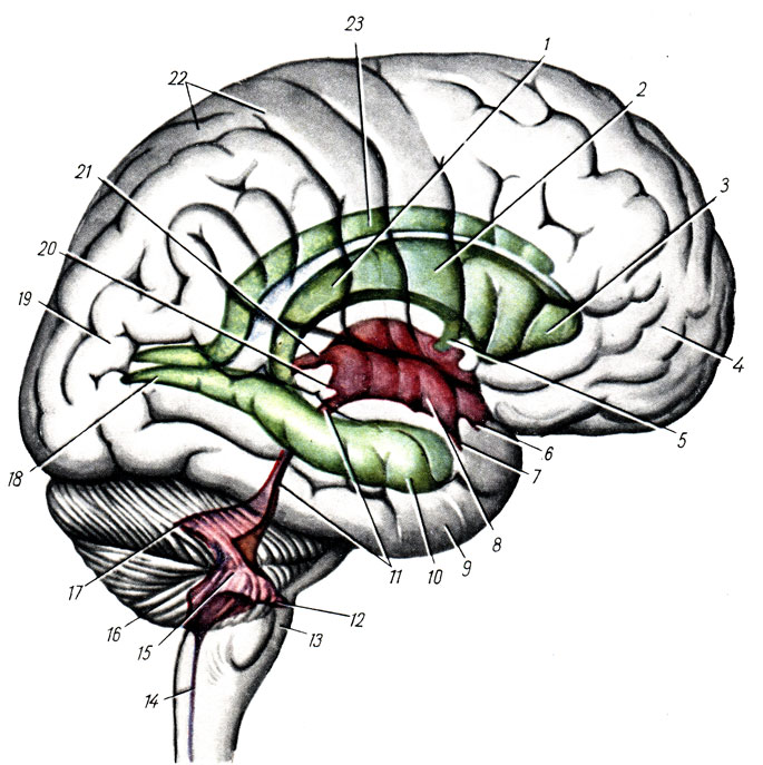 . 295.  , ventriculi cerebri  ().      , ,  ,    ,    ( . . ). 1 - ventriculus lateralis dexter; 2 - pars centralis ventriculi lateralis; 3 - cornu anterius ventriculi lateralis; 4 - lobus frontalis; 5 - foramen interventriculare; 6 - recessus opticus; 7 - recessus infundibuli; 8 - ventriculus tertius; 9 - lobus temporalis; 10 - cornu inferius ventriculi lateralis; 11 - aqueductus cerebri; 12 - recessus lateralis ventriculi quarti; 13 - medulla oblongata; 14 - canalis centralis; 15 - ventriculus quartus; 16 - cerebellum; 17 - fastigium; 18 - cornu posterius ventriculi lateralis; 19 - lobus occipitalis; 20 - recessus pinealis; 21 -    ; 22 - lobus parietalis; 23 - ventriculus lateralis sinister