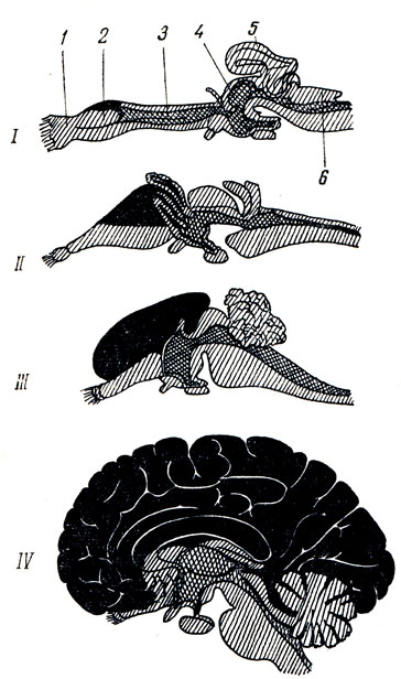 . 301.  neencephalon ()    paleencephalon () -  . I -  (Chimera); II -  (Varanus); III -  (Lepus); IV -  (Homo). 1 - lobus olfactorius; 2 - corpus striatum; 3 - diencephalon; 4 - mesencephalon; 5 - cerebellum; 6 - medulla oblongata