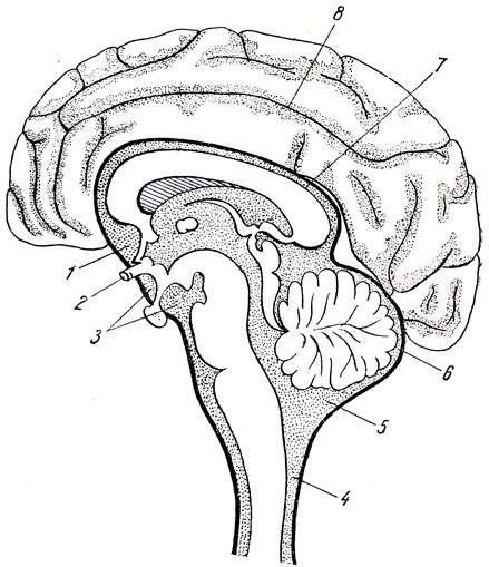 . 305.  . 1 - cisterna chiasrnatis; 2 - chiasma opticum; 3 - cisterna interpeduncularis; 4 -    ; 5 - cisterna cerebellomedullaris; 6 - arachnoidea; 7 -     ; 8 -    