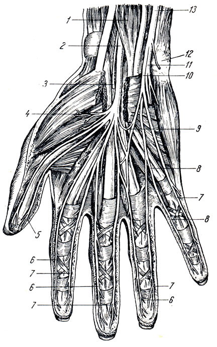 Рис. 310. Нервы кисти (с ладонной стороны). 1 - m. flexor digitorum superficialis; 2 - n. medianus; 3 - r. palmaris n. mediani; 4 - rr. musculares n. mediani; 5, 6, 7, 8 - nn. digitales palmares proprii срединного и локтевого нервов; 9 - r. communicans между n. medianus и n. ulnaris; 10 - r. superficialis n. ulnaris; 11 - r. profundus n. ulnaris; 12 - os pisiforme; 13 - n. ulnaris