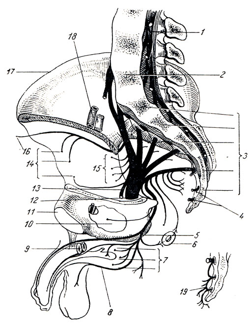 Рис. 313. Крестцовое и копчиковое сплетения (схема). 1 - cauda equina; 2 - vertebra lumbalis V; 3 - vertebrae sacrales; 4 - rr. ventrales nn. sacrales; 5 - n. pudendus; 6 - ветви к rectum; 7 - ветви к мышцам промежности; 8 - ветви к половым органам; 9 - corpora cavernosa; 10 - m. obturatorius internus; 11 - facies symphisialis; 12 - n. ischiadicus; 13 - n. cutaneus femoris posterior; 14 - ветви к ягодичным мышцам; 15 - ветви к мышцам задней поверхности тазобедренного сустава; 16 - ветви к fascia lata; 17 - crista iliaca; 18 - vasa iliaca externa; 19 - plexus coccygeus