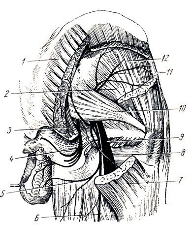 Рис. 314. Нервы ягодичной области. 1 и 7 - m. gluteus maximus; 2 - n. gluteus superior; 3 - lig. sacrospinale; 4 - n. pudendus; 5 - rami perineales; 6 - n. cutaneus femoris posterior; 8 - m. quadratus femoris; 9 - n. ischiadicus; 10 - m. piriformis; 11 - m. tensor fasciae latae; 12 - m. gluteus minimus