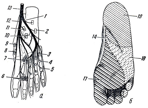 Рис. 316. Нервы подошвы (а) и схема области ее иннервации (б). 1 - n. plantaris lateralis; 2 - m. flexor digiti minimi brevis; 3 - mm. interossei dorsales; 4 - mm. interossei plantares; 5 - mm. lumbricales; 6 - caput transversum m. adductoris hallucis; 7 - caput obliquum m. adductoris hallucis; 8 - m. flexor hallucis brevis; 9 - m. abductor hallucis; 10 - m. quadratus plantae; 11 - m. flexor digitorum brevis; 12 - n. plantaris medialis; 13 - n. tibialis; 14 - область распространения ветвей n. sapheni; 15 - область иннервации n. tibialis; 16 - область иннервации n. plantaris lateralis; 17 - область иннервации n. plantaris medialis