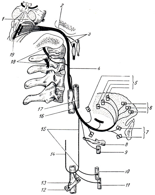 Рис. 320. Схема начала ветвления и связей подъязычного нерва. 1 - fossa rhomboidea; 2 - canalis (nervi) hypoglossi; 3 - соединительные ветви подъязычного нерва с верхним симпатическим шейным узлом и с нижним узлом блуждающего нерва; 4 - n. hypoglossus; 5, 6 - ветви подъязычного нерва к мышцам языка; 7 - ветви к m. geniohyoideus; 8 - os hyoideum; 9 - ветвь к щитоподъязычной мышце; 10 - ветви к грудино-подъязычной мышце; 11 - ветви к грудино-щитовидной мышце; 12 - ветвь к лопаточно-подъязычной мышце; 13 - внутренняя яремная вена; 14 - нижний корешок шейного сплетения к подъязычному нерву; 15 - верхний корешок подъязычного нерва; 16 - внутренняя яремная вена; 17 - внутренняя сонная артерия; 18 - nn. cervicales 1, 2, 19 - nucleus n. hypoglossi