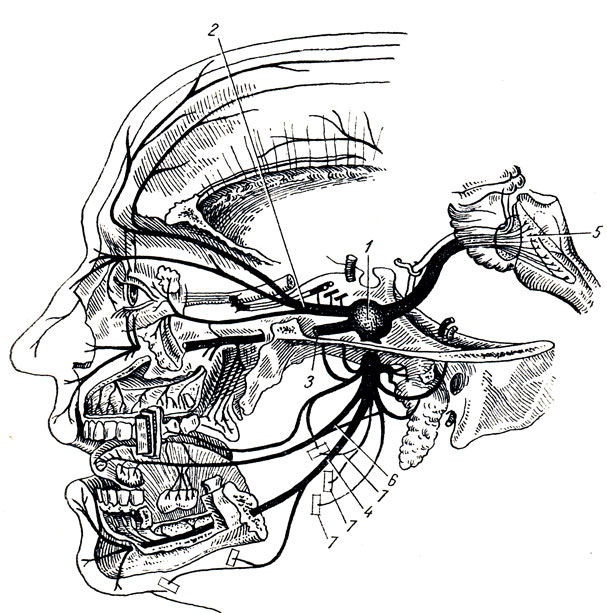 Рис. 322. Схема тройничного нерва. 1 - ganglion trigeminale; 2 - первая ветвь n. trigemini; 3 - вторая ветвь n. trigemini; 4 - третья ветвь n. trigemini; 5 - дно IV желудочка; 6 - n. lingualis; 7 - ветви к жевательной мускулатуре