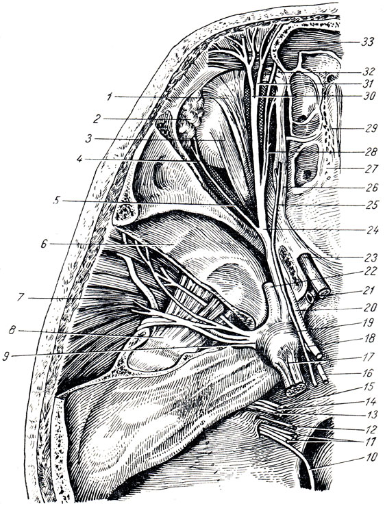 Рис. 323. Нервы глазницы (сверху). 1 - m. levator palpebrae superioris; 2 - glandula lacrimalis; 3 - m. rectus oculi superior; 4 - n. lacrimalis; 5 - m. rectus oculi lateralis; 6 - fossa cranii media; 7 - m. temporalis; 8 - m. pterygoideus lateralis: 9 - n. mandibulars; 10 - n. accessorius; 11 - n. vagus; 12 - n. glossopharyngeus; 13 - p. cochlearis VIII пары; 14 - p. vestibularis VIII пары; 15 - n. facialis; 16, 18 - n. abducens; 17 - n. trigeminus; 19 -ganglion trigeminale; 20 - n. oculomotorius; 21 - a. carotis interna; 22 - n. maxillaris; 23 - n. opticus; 24 - n. ophtalmicus; 25 - n. trochlearis; 26 - m. obliquus; oculi superior; 27 - lamina cribrosa; 28 - n. nasociliaris; 29 - crista galli; 30 - n. supraorbitalis; 31 - n. frontalis; 32 - trochlea; 33 - sinus frontalis