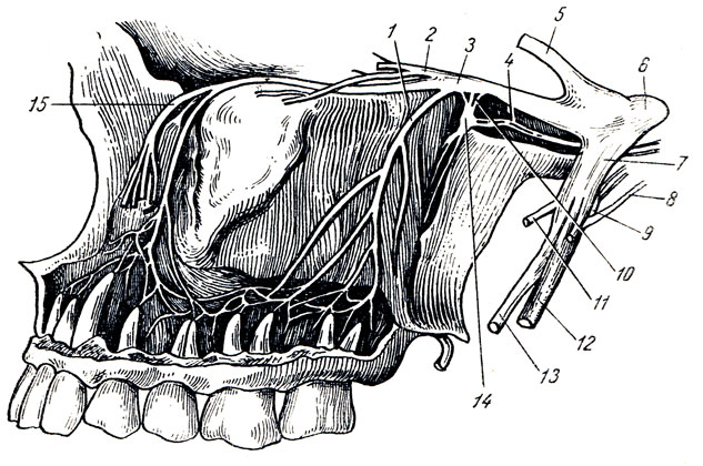 Рис. 324. N. maxillaris (вторая ветвь n. trigemini). 1 - r. dentalis sup.; 2 - n. zygomaticus; 3 - n. maxillaris; 4 - n. canalis pterygoidei; 5 - n. ophtalmicus; 6 - n. trigeminus; 7 - n. mandibulars; 8 - chorda tympani; 9 - g. oticum; 10 - веточки g. pterygopalatinum к n. maxillaris; 11 - n. massetericus; 12 - n. alveolaris inf.; 13 - n. lingualis; 14 - g. pterygopalatinum; 15 - n. infraorbitalis