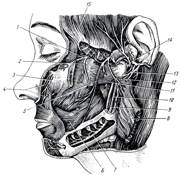 Рис. 326. Третья ветвь n. trigemini (n. mandibularis). 1 - n. maxillaris; 2 - n. alveolaris sup.; 3, 4 - n. infraorbitalis; 5 - n. buccalis; 6 - m. buccinator; 7, 10 - n. alveolaris inf.; 8 - m. masseter; 9 - n. lingualis; 11 - m. pterygoideus lateralis; 12 - n. massetericus; 13 - n. facialis; 14 - n. auriculotemporal; 15 - m. temporalis