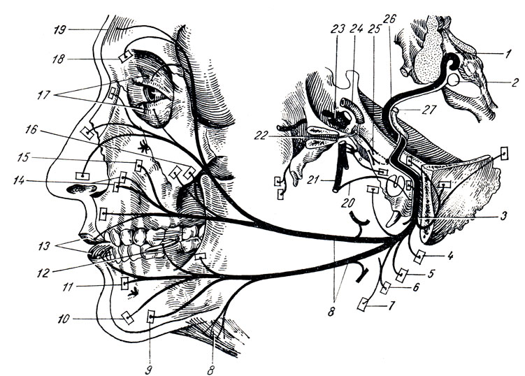 Рис. 327. Схема лицевого нерва. 1 - дно IV желудочка; 2 - nucleus n. facialis; 3 - foramen stylomastoideum; 4 - m. auricularis post.; 5 - venter occipitalis; 6 - venter posterior m. digastrici; 7 - m. stylohyoideus; 8 - ветви n. facialis к мимической мускулатуре и к m. platysma; 9 - m. depressor anguli oris; 10 - m. mentalis; 11 - m. depressor labii inf.; 12 - m. buccinator; 13 - m. orbicularis oris; 14 - m. levator labii sup.; 15 - m. levator anguli oris; 16 - m. zygomaticus; 17 - m. orbicularis oculi; 18 - m. corrugator supercilii; 19 - venter frontalis m. epicranius; 20 - chorda tympani; 21 - n. lingualis; 22 - g. pterygopalatinum; 23 - g. trigeminale; 24 - a. carotis int.; 25 - n. intermedius; 26 - n. facialis; 27 - n. vestibulocochlearis
