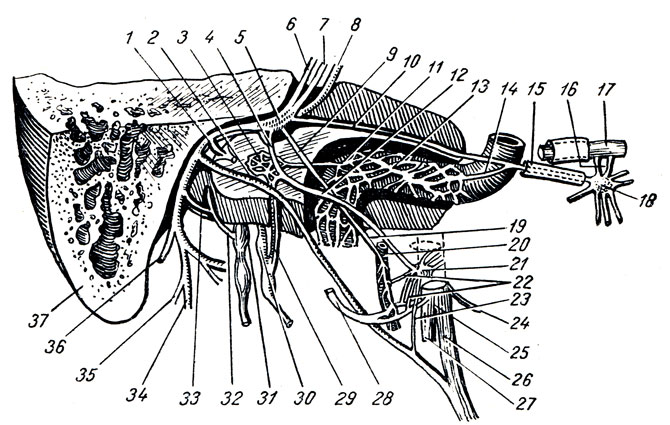 Рис. 328. Отношение нервов и сосудов к височной кости (схема). 1 - n. stapedius; 2 - chorda tympani; 3 - pl. tympanicus; 4 - r. commuriicans n. facialis с plexus tympanicus; 5 - g. geniculi; 6 - n. facialis; 7 - n. intermedius; 8 - VIII пара головных нервов; 9, 19 - r. communicans со сплетением вокруг a. meningea media; 10 - n. petrosus major; 11 - n. caroticotympanicus; 12 - n. petrosus minor; 13 - plexus sympathicus a. carotis int.; 14 - n. petrosus profundus; 15 - n. canalis pterygoidei; 16 - nn. pterygopalatine, 17 - n. rnaxillaris; 18 - g. pterygopalatinum; 20 - pl. sympathicus a. meningeae mediae; 21 - g. oticum; 22 - ветви от g. oticum к n. auriculotemporalis; 23 - r. communicans между g. oticum и chorda tympani; 24 - n. massetericus; 25 - n. mandibularis; 26 - n. lingualis; 27 - n. alveolaris inf.; 28 - n. auriculotemporalis; 29 - n. tympanicus; 30 - n. glossopharyngeus; 31 - n. vagus (g. superius); 32 - r. auricularis n. vagi; 33 - r. communicans n. facialis с r. auricularis n. vagi; 34 - ветвь n. facialis к m. stylohyoideus; 35 - ветвь n. facialis к venter posterior m. digastrici; 36 - n. auricularis post.; 37 - proc. mastoideus