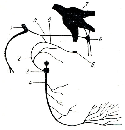 Рис. 331. Схема языкоглоточного нерва. 1 - n. facialis; 2 - n. tympanicus; 3 - ganglion inferius n. IX; 4 - n. glossopharyngeus; 5 - ganglion oticum; 6 - ganglion pterygopalatinum; 7 - ganglion trigeminale; 8 - n. petrosus minor; 9 - n. petrosus major