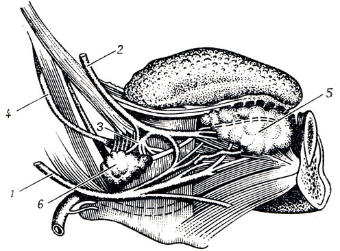 Рис. 332. Нервы языка. 1 - n. hypoglossus; 2 - n. lingualis; 3 - g. submandibulare; 4 - n. glossopharyngeal 5 - glandula sublingualis; 6 - glandula submandibulars