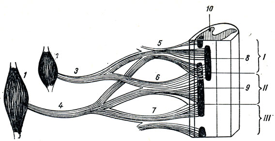 . 336.     .  2  I  II  ;  1  I, II  III  ; 3  4 - ; 5, 6  7 - ; 8  9 -     ; 10 -  
