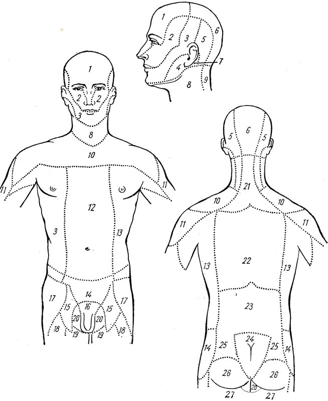 . 337.     (  - ). 1 - n. ophthalmicus (V , 1 .); 2 - n. maxillaris (V , 2 .); 3 - n. mandibularis (V , 3 .); 4 - n. auricularis magnus (plex. ); 5 - n. occipitalis minor (plex, ); 6 - n. occipitalis major (C2); 7 - r. auricularis n. vagi; 8 - n. transversus colli (plex. c); 9, 21 -    ; 10 - rr. supraclaviculars mediates et intermedii (plex. c); 11 - n. axillaris (plex. brach.); 12 - nn. intercostales (rr. cutanei ant.); 13 - nn. intercostales (rr. cutanei lat.); 14 - n. iliohypogastricus (plex. 1.); 15, 16 - r. femoralis  r. genitalis n. genitofemoralis (plex. 1.); 17 - n. cutaneus femoris lat. (plex. 1.); 18 - rr. cutanei ant. (n. femoralis); 19 - r. cutaneus n. obturatorii; 20 - rr. perineales n. cutanei femoris post.; 22 - rr. dors. nn. thoracicorum; 23 - mm. dors. nn. lumbalium; 24 - rr. dors. nn. sacralium (nn. clunium med.); 25 - nn. clunium sup.; 26 - nn. clunium inf.; 27 - n. cutaneus femoris post