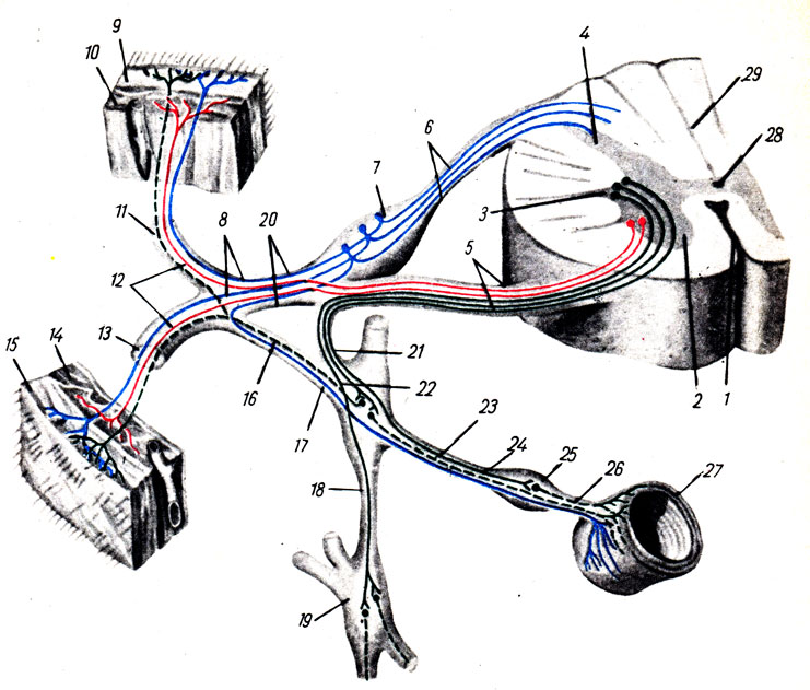 . 341.         ( . . ). 1 - fissura mediana ant.; 2 - cornu anterius; 3 - cornu laterale; 4 - cornu posterius; 5 - radix ventralis; 6 - radix dorsalis; 7 - ganglion spinale; 8 -   (); 9, 15 - ; 10, 14 - ; 11 - r. dorsalis n. spinalis; 12 -       ; 13 - r. ventralis n. spinalis; 16 - r. communicans griseus (librae postganglionares n. spinalis.); 17 -   (); 18 - r. interganglionaris tr. symp.; 19 - ganglion trunci symp; 20 - nervus spinalis; 21 - r. communicans albus (fibrae preganglionares  ganglion prevertebrale); 22 - r. communicans albus (fibrae preganglionares  ganglion trunci sympathici); 23 - fibrae postganglionares  ganglion trunci sympathici; 24 - fibrae preganglionares  ganglion prevertebrale; 25 - ganglion prevertebrale; 26 - fibrae postganglionares  ganglion prevertebrale; 27 -  (); 28 - canalis centralis; 29 - medulla spinalis