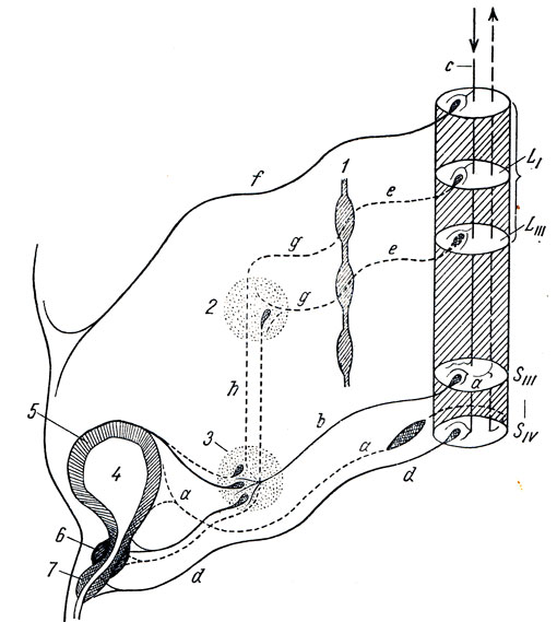 . 342.    .  -     ; b - n. splanchnicus pelvinus;  - -  d - n. pudendus;  - rr. communicantes; f - n. iliohypogastricus; gg - nn. mesenterici; h - nn. hypogastrici; 1 -  ; 2 - ganglion mesentericum inf.; 3 - pl. hypogastricus       ; 4 - vesica urinaria; 5 - m. detrussor; 6 - m. sphincter vesicae; 7 - m. sphincter urethrae