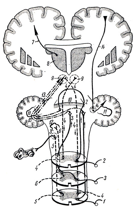 . 352.     . 1 - tractus spinocerebellaris posterior; 2, 3 - tractus spinocerebellaris anterior; 2 - ,    ; 3 - ,    ; 4 - tractus rubrospinalis; 5 - tractus vestibulospinal; 6 - tractus olivospinalis; 7 - tractus thalamocorticalis; 8 - thalamus; 9 - nucleus ruber; 10 -  ; 11 - nucleus dentatus cerebelli; 12 -    . vestibularis VIII   ; 13 -     ; 14 - tractus corticopontocerebellaris