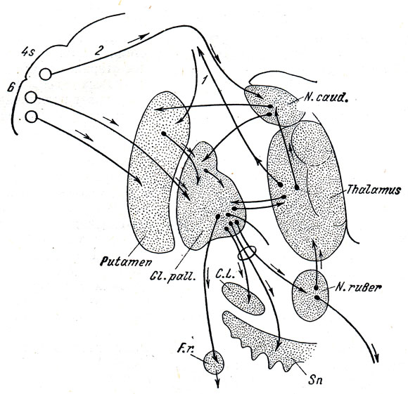 . 354.      . 6 - 4S -       ; 1 - ,      ; 2 -   ''   4    (N. caud.); Gl. pall. -  ; . L. -  ; N. ruber -  ; S. n. -  ; F. r. - formatio reticularis  .     ' ' 