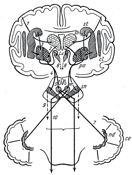 . 355.   .  -  ; cl - claustrum; lu - corpus Luysi; nd - nucleus dentatus cerebelli; nr - nucleus ruber; papallidum; sn - substantia nigra; st - striatum (nucleus caudatus  putamen); th - thalamus; 1 - tractus corticostrialis; 2 - fibrae thalamopallidales; 3 - fibrae striopallidales; 4, 5 -   substantia nigra  nucleus ruber; 5, 8 -    ; 7 -  pedunculus cerebellaris superior; 9 -   substantia nigra; 10 - tractus rubrospinalis