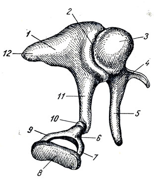 . 358.  . 1 - incus; 2 -  incus  malleus; 3 - caput mallei; 4 - collum mallei; 5 - manubrium mallei; 6 - caput stapedis; 7  9 -  ; 8 -  ; 10 - proc. lenticularis     ,     ; 11 - crus longum ; 12 - crus breve 