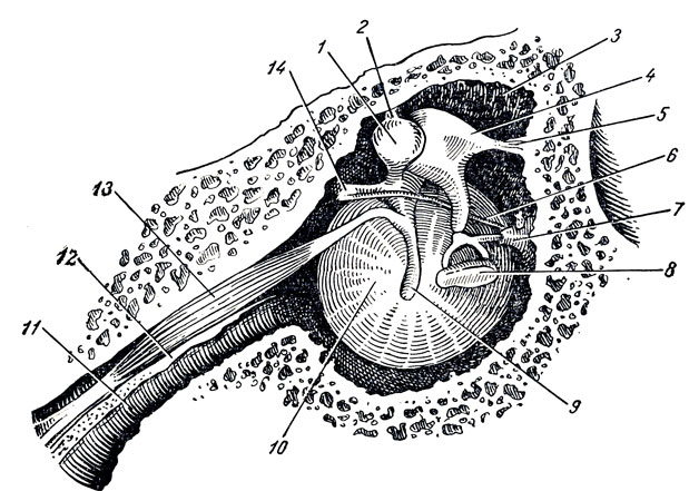 . 359.        . 1 - caput mallei; 2 -  ; 3 - recessus epitympanicus; 4 - incus; 5 -  ; 6 - chorda tympani; 7 - eminentia pyramidalis; 8 - stapes; 9 -  ; 10 - membrana tympani; 11 - tuba auditiva; 12 -   semicanalis m. tensoris tympani  semicanalis tubae auditivae; 13 - m. tensor tympani; 14 -  