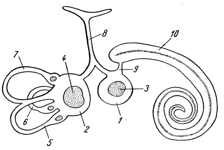 . 361.   (). 1 - sacculus; 2 - utriculus; 3, 4 -   p. vestibularis VIII   ; 5, 6, 7 -   ; 8 - ductus endolymphaticus; 9 - ,     ; 10 - ductus cochlearis