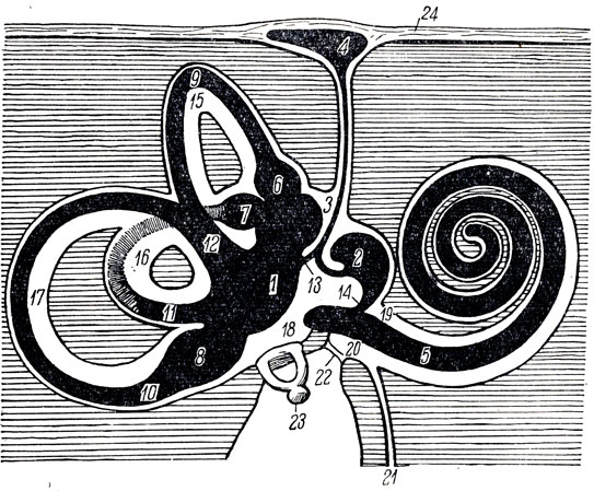 . 362.         (      ). 1 - utriculus; 2 - sacculus; 3 - ductus endolymphaticus; 4 - saccus endolymphaticus; 5 - ductus cochlearis; 6 - ampulla membranacea anterior; 7 - ampulla membranacea lat.; 8 - ampulla membranacea post.; 9 - ductus semicircularis anterior; 10 - ductus semicircularis post.; 11 - ductus semicircularis lat.; 12 - crus membranaceum commune; 13 - ductus utriculosaccular; 14 - ductus reuniens; 15 - canalis semicircularis anterior; 16 - canalis semicircularis lat.; 17 - canalis semicircularis post.; 18 - vestibulum; 19 - scala vestibuli; 20 - scala tympani; 21 - canaliculus cochleae; 22 - membrana tympani secundaria; 23 - stapes; 24 - dura mater encephali