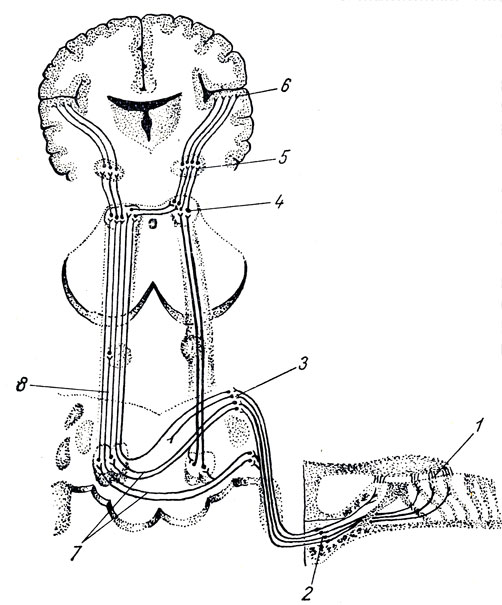. 366.     . 1 - ; 2 - ganglion spirale; 3 -  p. cochlearis VIII   ; 4 -   ; 5 - corpus geniculatum mediale; 6 -   ; 7 -    ; 8 - lemniscus lateralis