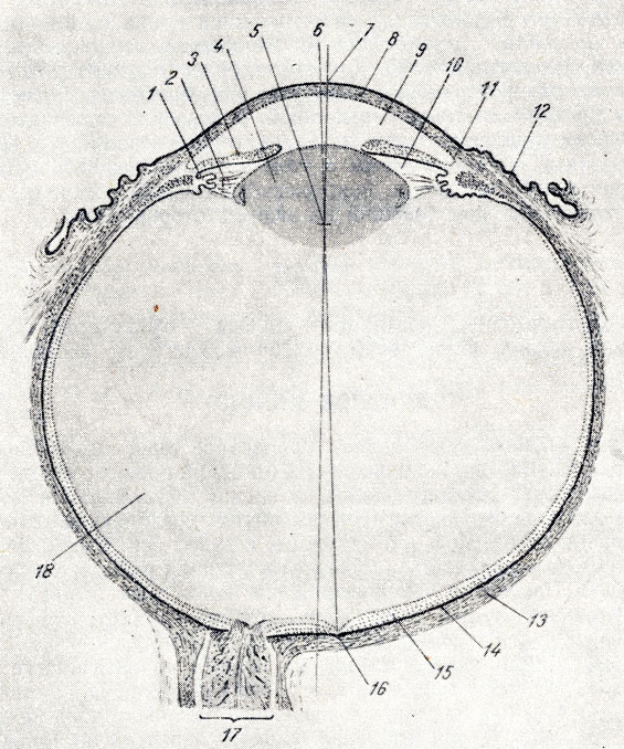 . 367.      . 1 -  ; 2 - zonula ciliaris (  ); 3 -  ; 4 - ; 5 -    ; 6 -   (     macula ); 7 -   (       ); 8 - ; 9 -   ; 10 -   ; 11 - sinus venosus sclerae; 12 - ; 13 -   (); 14 -  ; 15 -  (); 16 -   (macula); 17 -  ; 18 -  