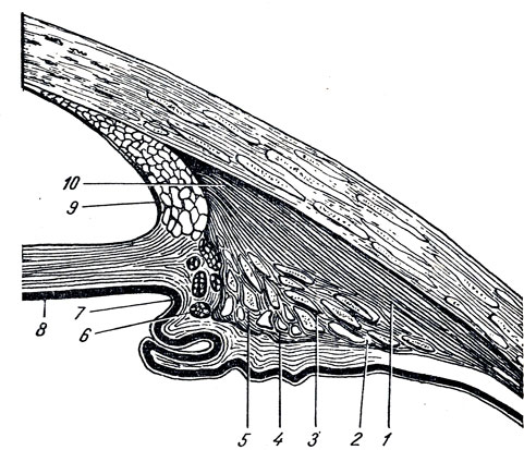 . 369.          corpus ciliare. 1, 10 -   ; 2, 4  5 -        ; 3 -    (     m. tensor chorioideae); 6 -       corpus ciliare; 7, 8 -  ; 9 - lig. pectinatum,  iris  