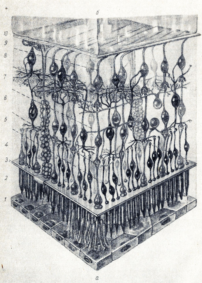 . 370.     (  - ).  - chorioidea;  - corpus vltreum; 1 - stratum pigmenti retinae; 2 -   ; 3 - membrana limitans ext.; 4 - stratum neuroepitheliale; 5 - stratum plexiforme ext. retinae; 6 - stratum ganglionare retinae; 7 - stratum plexiforme int.; 8 - stratum ganglionare nervi optici;. 9 - stratum fibrarum nervearum; 10 - membrana limitans interna