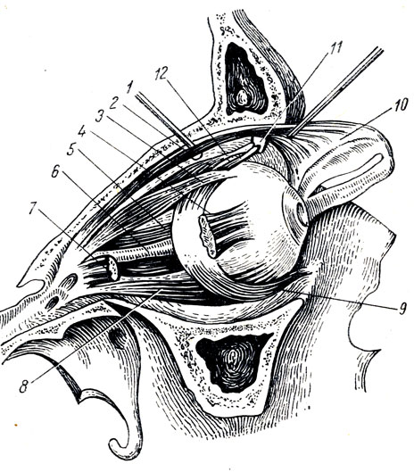 . 373.   . 1 - ,  m. levator palpebrae superioris (2); 3 - m. rectus superior; 4 - m. rectus lateralis (); 5 - m. rectus medialis; 6 - n. opticus; 7 -   m. rectus lateralis; 8 - m. rectus inferior; 9 - m. obliquus inferior; 10 -  m. levator palpebrae superior  tarsus superior; 11 - trochlea; 12 - m. obliquus sup