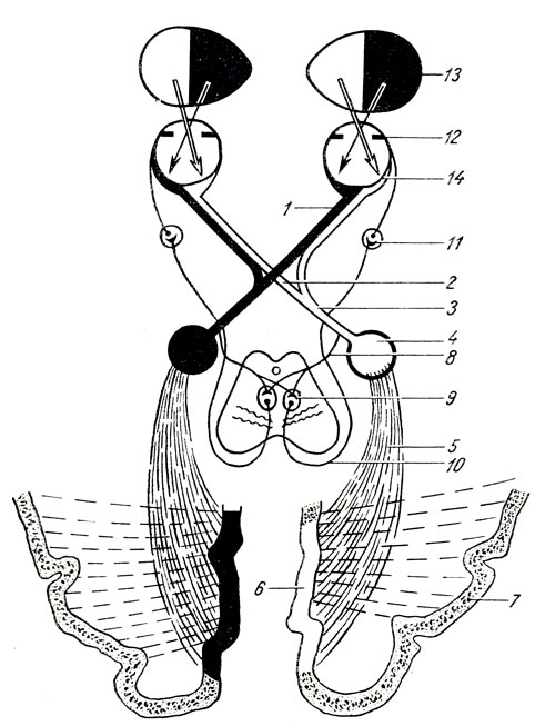 . 375.   . 1 -  ; 2 - ; 3 -  ; 4 -      ; 5 -   ; 6 - sulcus calcarinus; 7 -  ()  ; 8 -     ; 9 - nucl. accessories III  ( ); 10 - ,     ; 11 -  ; 12 - iris; 13 -  ; 14 - 