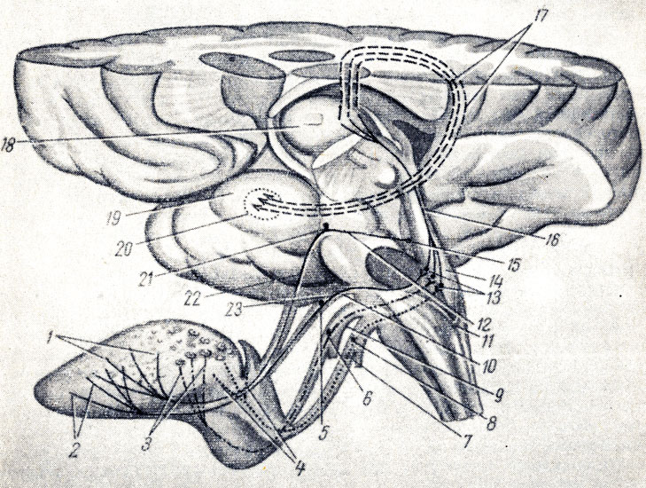 . 376.      ( . . ). 1 -    ( n. lingualis); 2 -   chordae thympani; 3 -   n. glossopharyngei; 4 -   n. vagi; 5 - ganglion geniculr 6 - ganglion inferius n. glossopharyngei; 7 - ganglion inferius n. vagi; 8 - n. vagus; 9 - n glossopharyngeal 10 - n. facialis; 11 - medulla oblongata; 12 - n. trigeminus; 13 - nucleus tractus solitarn; 14 - fossa rhomboidea; 15 - nucleus sensorius superior n. trigemini; 16 - ,  nucleus fasciculi solitarii  thalamus; 17 - ,  thalamus    ; 18 - thalamus; 19 - uncus; 20 -   ; 21 - ganglion trigeminale; 22 - n. lingualis; 23 - n. intermedius