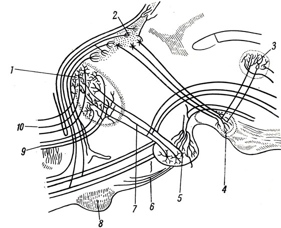 . 378.    ,      . 1 -  : 2 -  ; 3 -    ; 4 -   ; 5 -  ; 6 -  ; 7 - fasciculus mamillothalamicus (-' ); 8 -   ; 9 -       ; 10 -        
