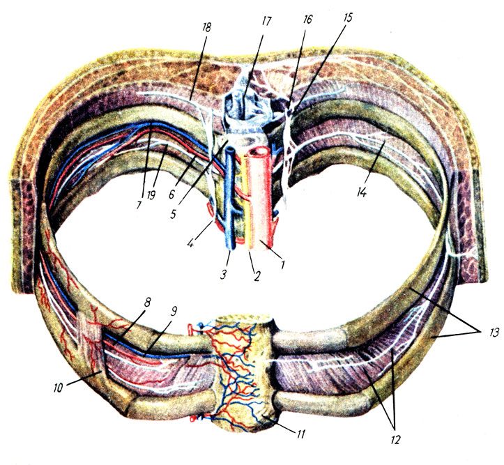 . 379.   . 1 - aorta thoracica; 2 - ductus thoracic us; 3 - v. azygos; 4 - truncus sympathicus; 5 - ; 6, 8 - a. intercostalis post,    (8); 7, 9 - v. intercostalis    (9); 10 - m. intercostalis ext. (   ); 11 - corpus sterni; 12, 14 - m. intercostalis internus; 13 - ; 15 - r. communicans; 16 - n. spinalis; 17 - medulla spinalis; 18, 19 - nn. intercostales