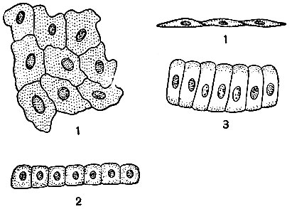 . 1. 1 -    (); 2 -   ; 3 -   