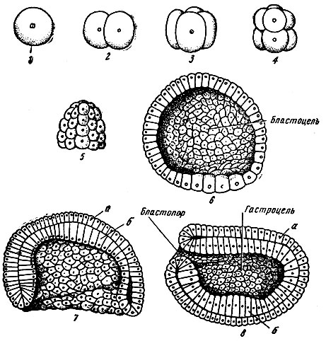 . 35.   ().   . 1 - ; 2, 3, 4, 5 -  ; 6 - ; 7, 8 - ;  - ;  - 