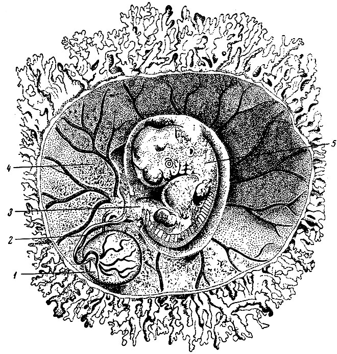 . 41.       ( 2   ). 1 -  ; 2 -  ; 3 -  ; 4 - ; 5 - 