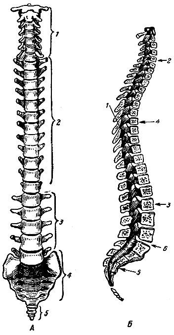 . 58.  .  -  : 1 -  ; 2 -  ; 3 -  ; 4 -  ; 5 -  .  -   ( ): 1 -  ; 2 -  ; 3 -  ; 4 -  ; 5 -  ; 6 -  