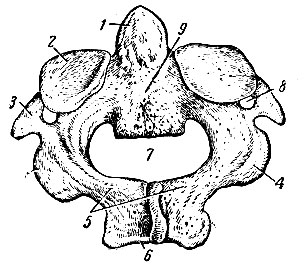 . 62.    ().    . 1 - ; 2 -   ; 3 -  ; 4 -   ; 5 - ; 6 -  ; 7 -  ; 8 -  ; 9 - 