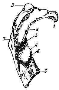 . 67. I ,  . 1 -  ; 2 -  ; 3 -  ; 4 -    ; 5 -   ; 6 -   ; 7 -  ; 8 -  