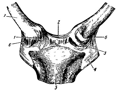 . 71.    . 1 - - ; 2 -  ; 3 -  ; 4 - I ; 5 -  ; 6 - - ; 7 - 