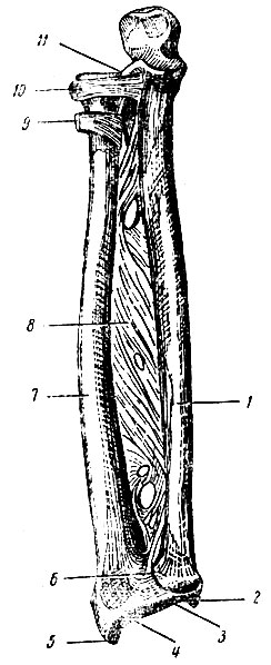 . 77.          ( ). 1 -  ; 2 -    ; 3 -  ; 4 -     ; 5 -    ; 6 -  - ; 7 -  ; 8 -   ; 9 -    ; 10 -    - ; 11 -  - 