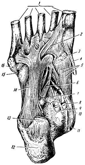 . 94.   (  ). 1 -  ; 2  16 -    ; 3 -  ; 4 -    ; 5  11 -    ; 6  7 -  - ; 8 -    ; 9 -    I ; 10 -  ; 12 -  ; 13 -    ; 14 -   ; 15 -    