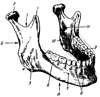 . 106.  .  -   ;  -   ; 1 -  ; 2 -  ; 3 -   ; 4 -   ; 5 -  ; 6 -  ; 7 -  ; 8 -    ; 9 -  - ; 10 -  ; 11 -  ,    