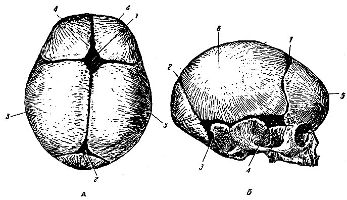 . 115.  -  ;  . 1 -  ; 2 -  ; 3 -  ; 4 -  .  -  ;  . 1 -  ; 2 -  ; 3 -  ; 4 -  ; 5 -  ; 6 -  